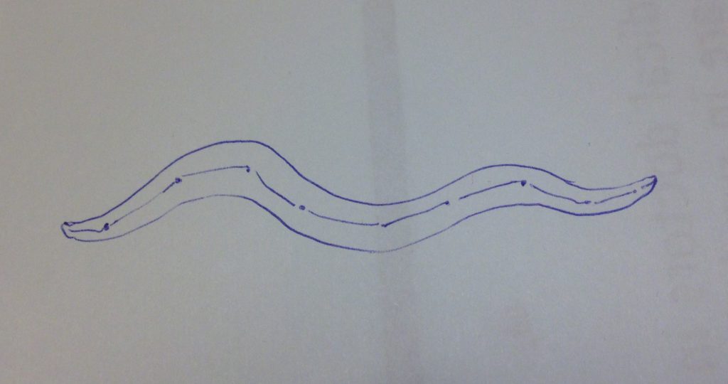 Sketch of a wormlike creature